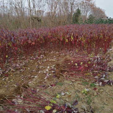红瑞木、河南红瑞木生产销售基地