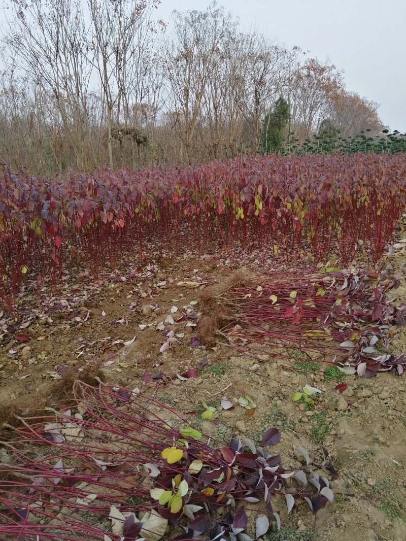 红瑞木、河南红瑞木生产销售基地