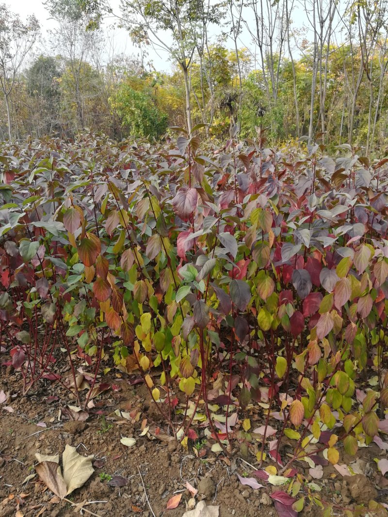 红瑞木、河南红瑞木生产销售基地