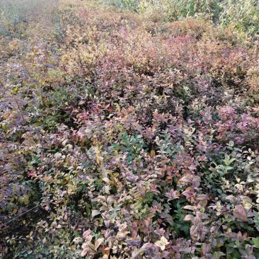 河南鄢陵绣线菊基地直销