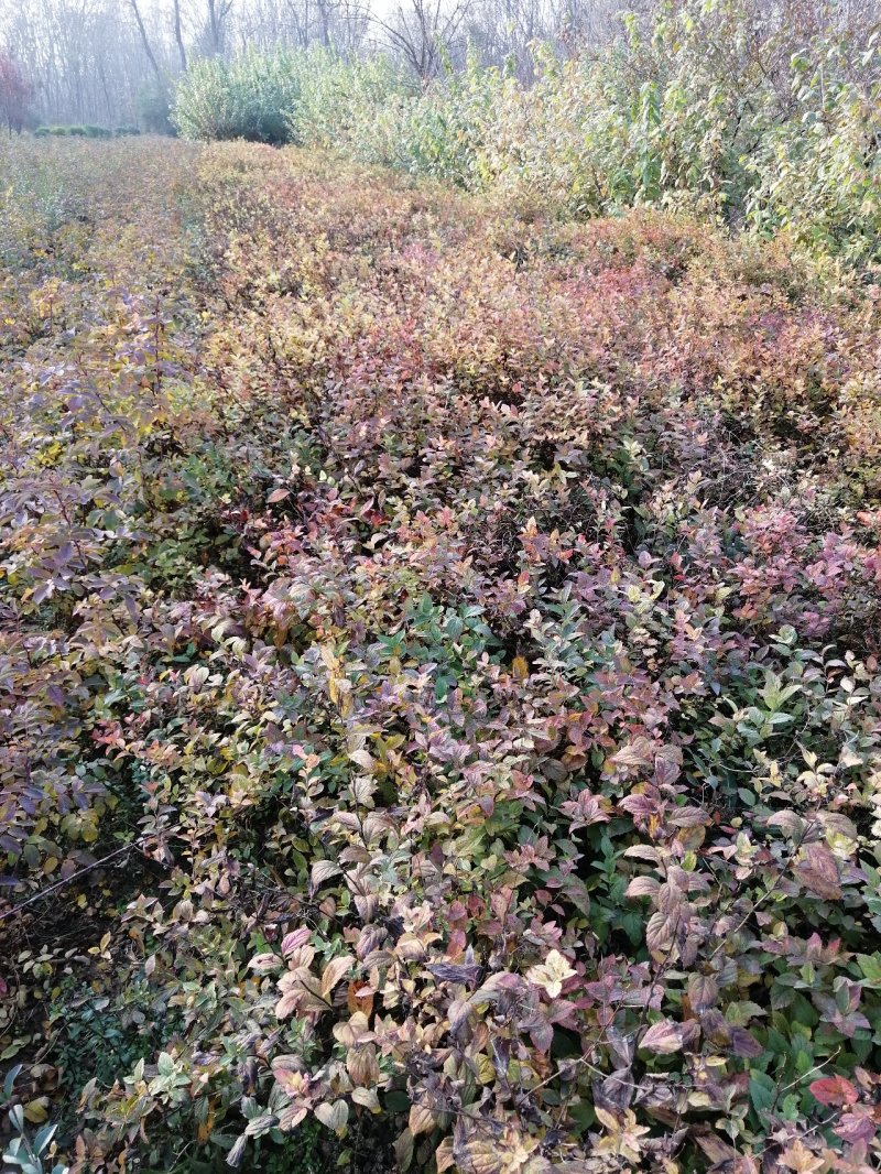 河南鄢陵绣线菊基地直销