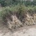 河南鄢陵绣线菊基地直销