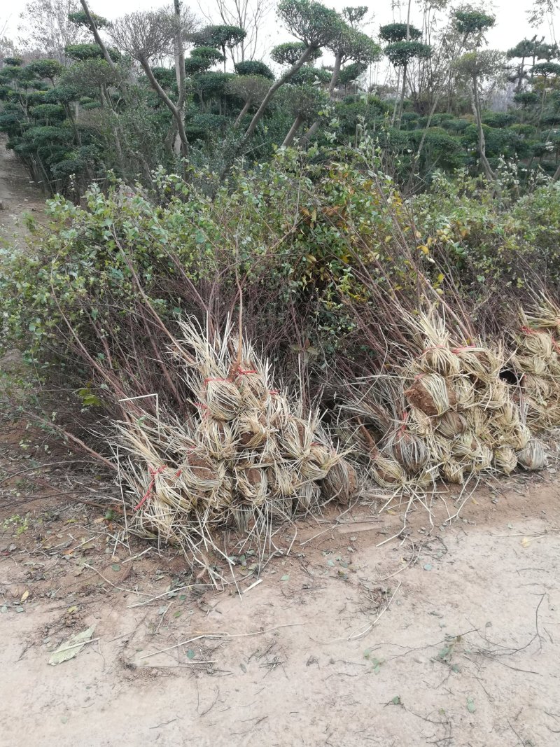 河南鄢陵绣线菊基地直销