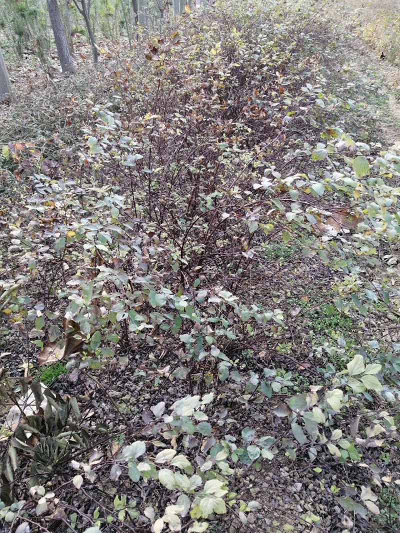河南鄢陵绣线菊基地直销
