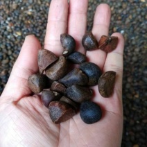 东方橄榄油山茶油