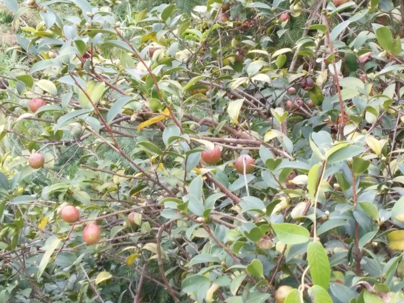 东方橄榄油山茶油