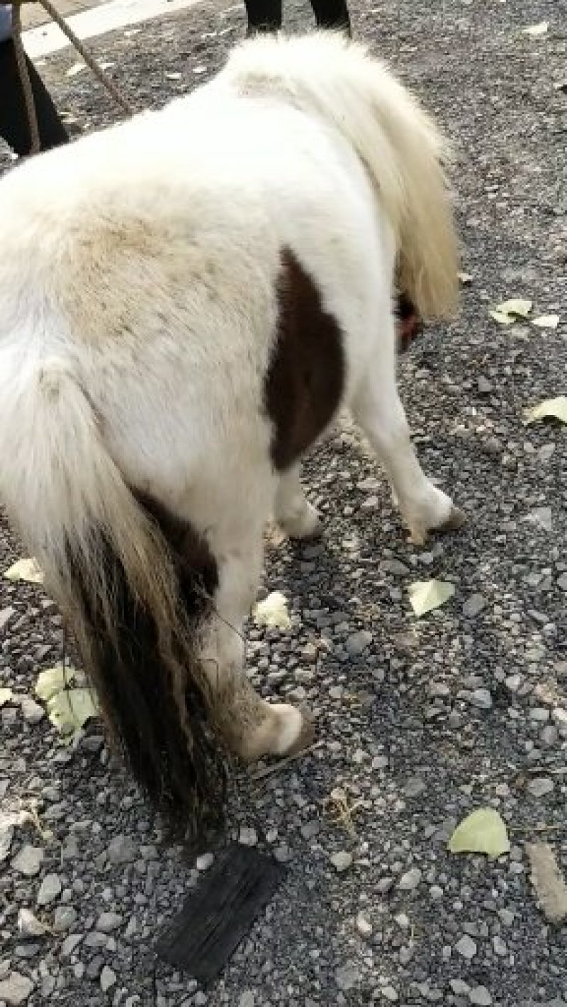 设特兰矮马