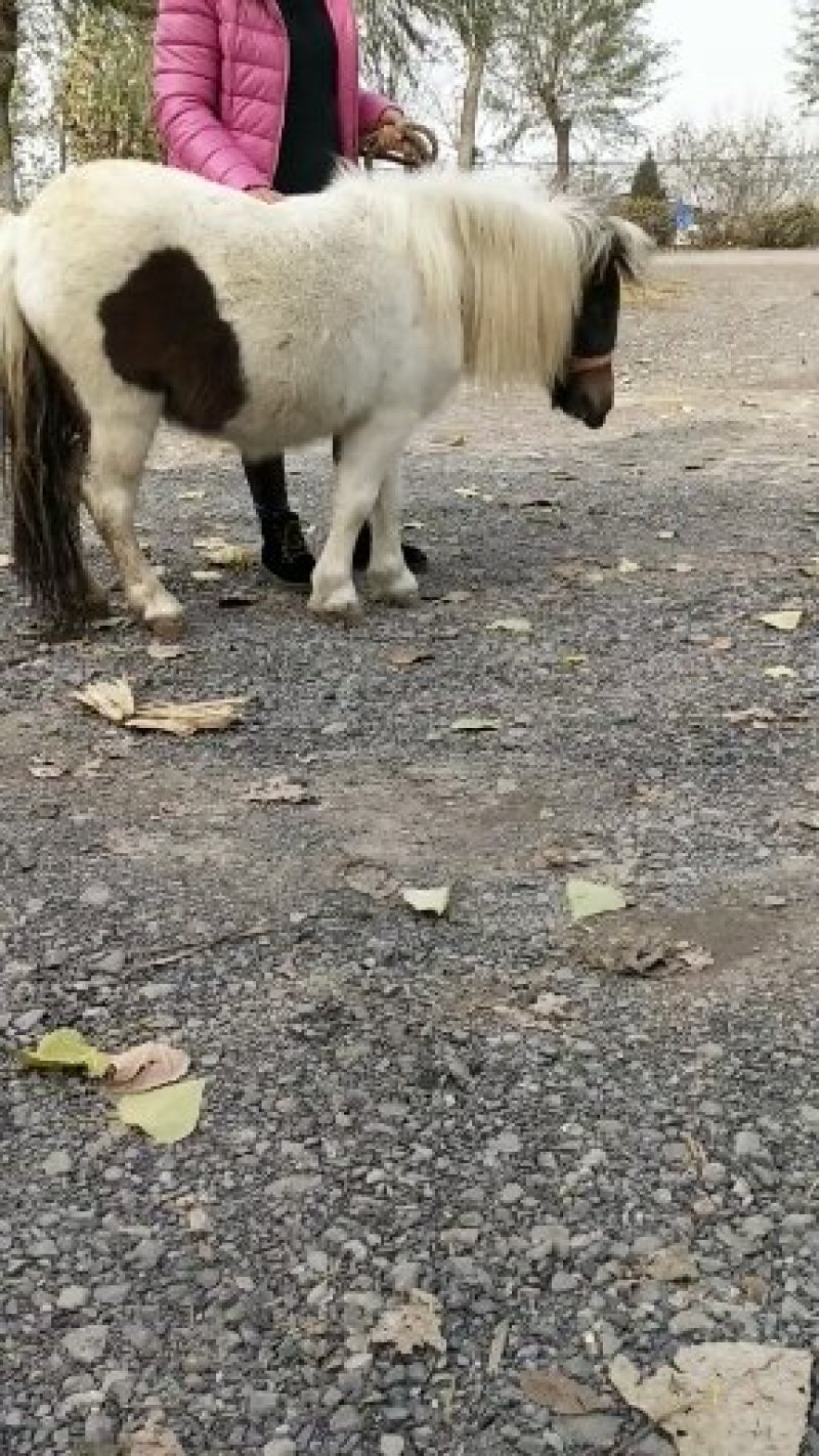 设特兰矮马