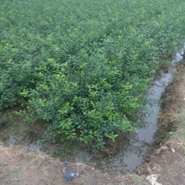 香橙苗大苗,小叶香橙,提供免费种植技术服务