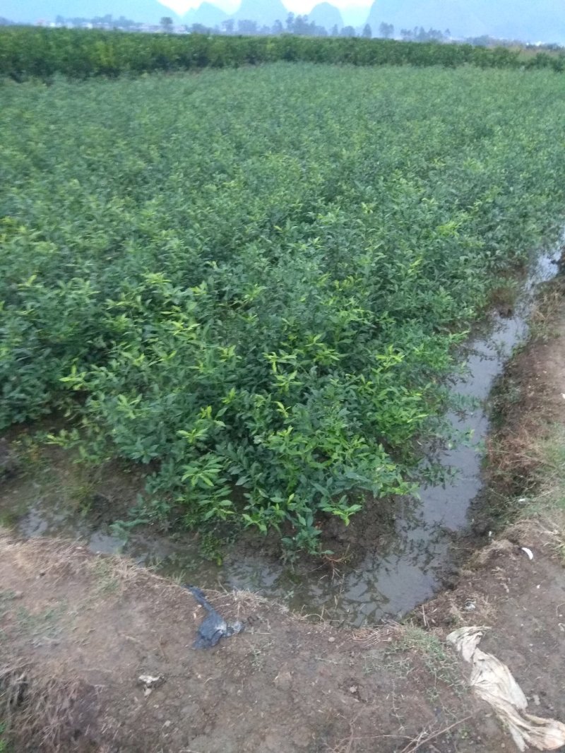 香橙苗大苗，小叶香橙，提供免费种植技术服务