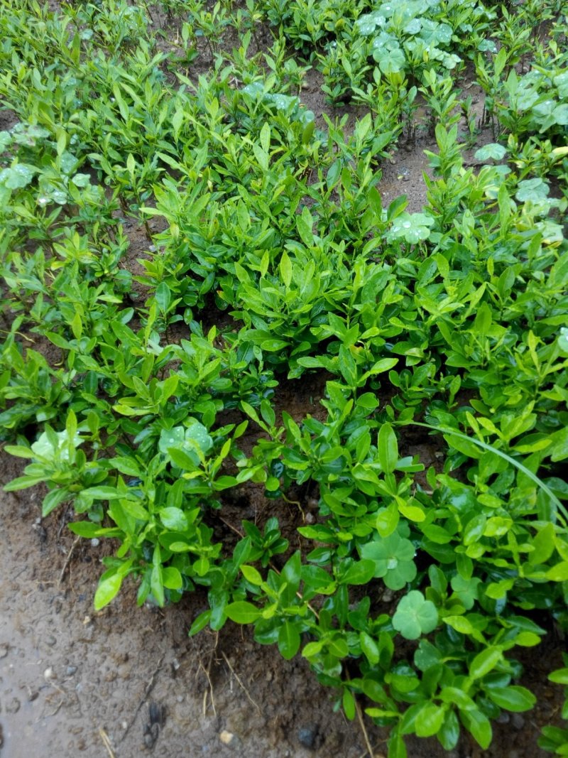 香橙苗大苗，小叶香橙，提供免费种植技术服务
