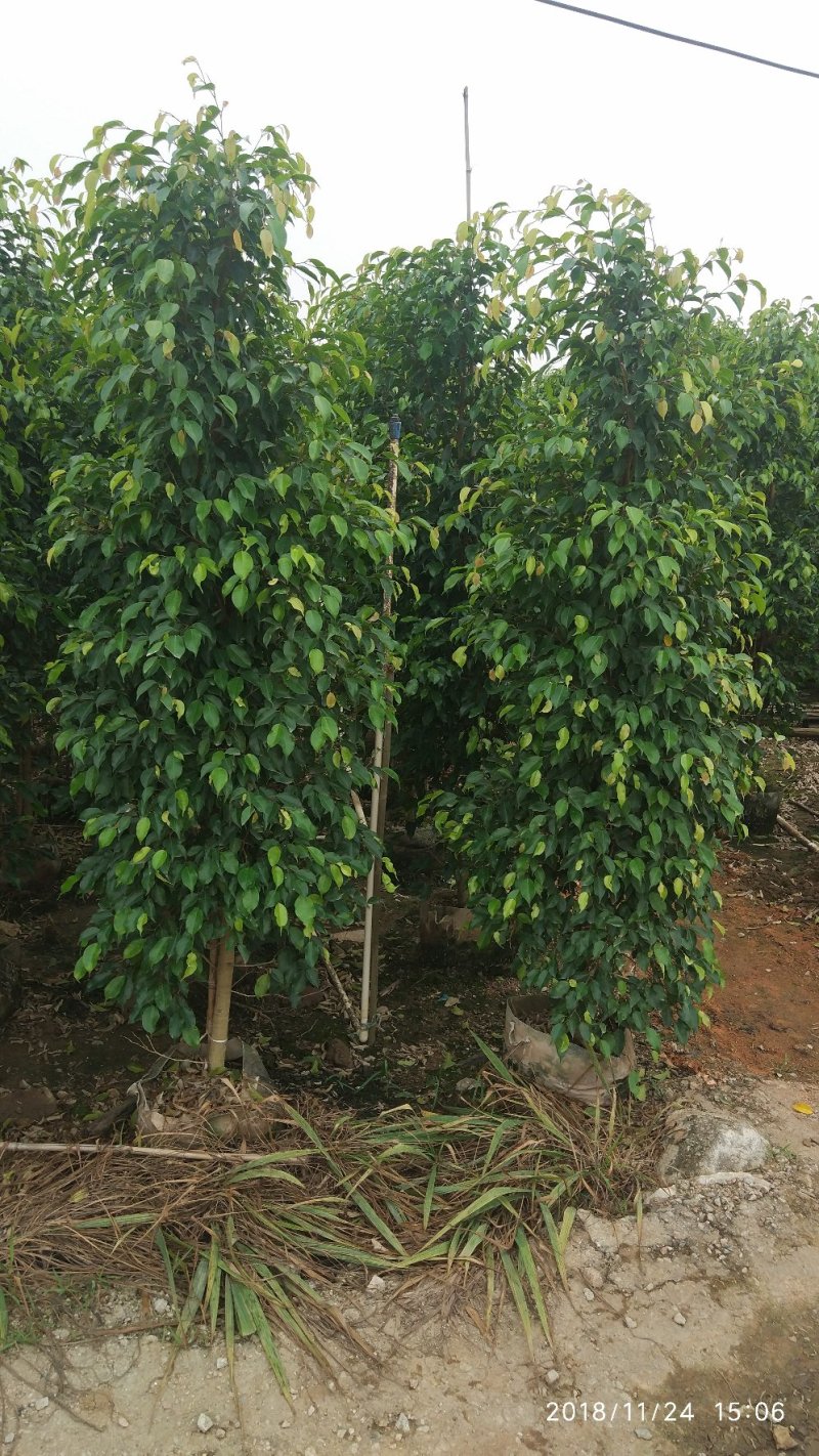 垂叶榕，垂榕柱，易种植绿篱植物，榕树批发