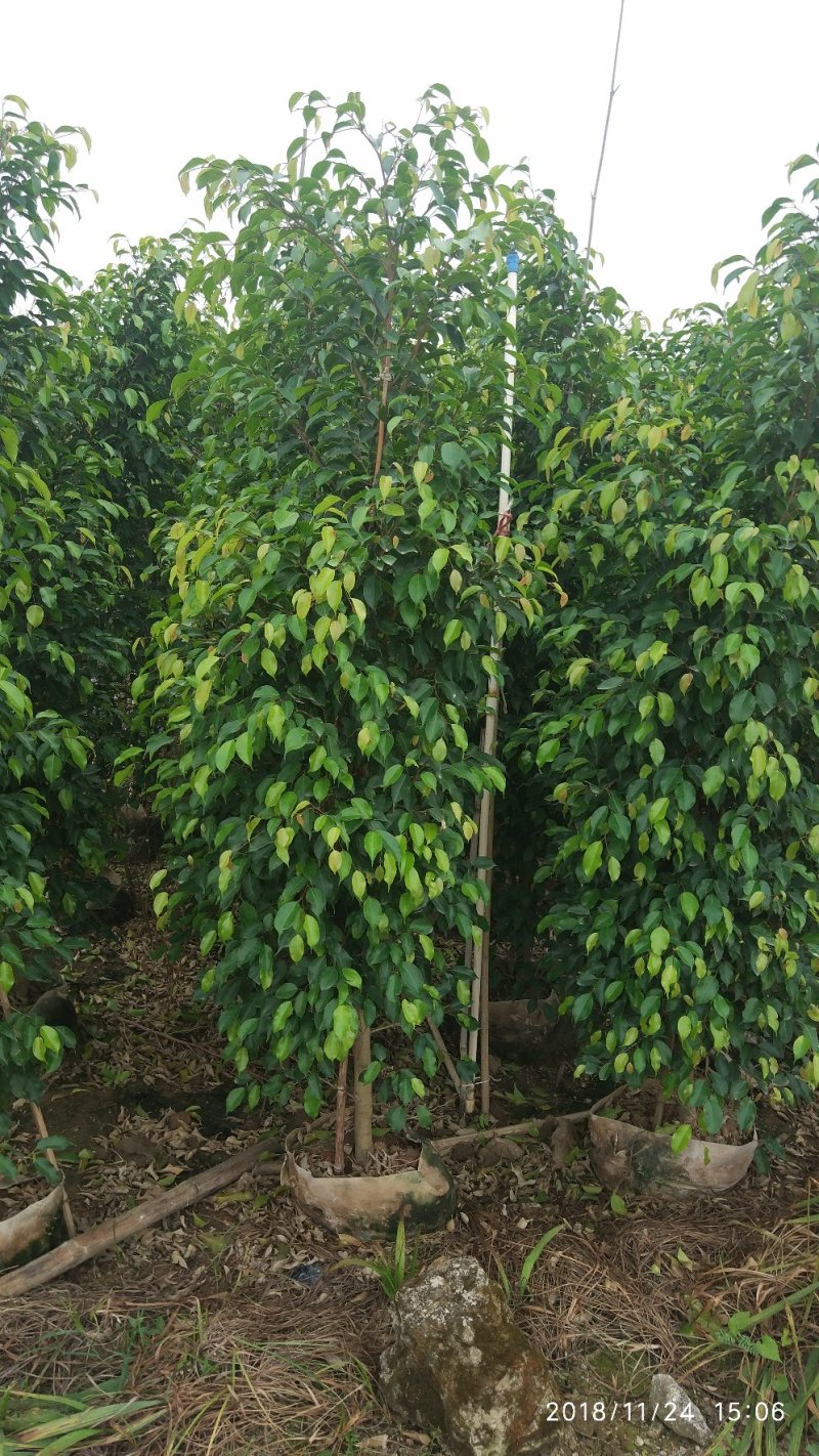 垂叶榕，垂榕柱，易种植绿篱植物，榕树批发
