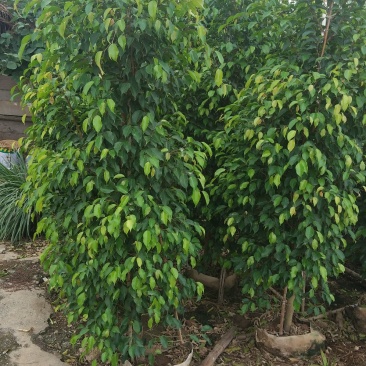 垂叶榕，垂榕柱，易种植绿篱植物，榕树批发
