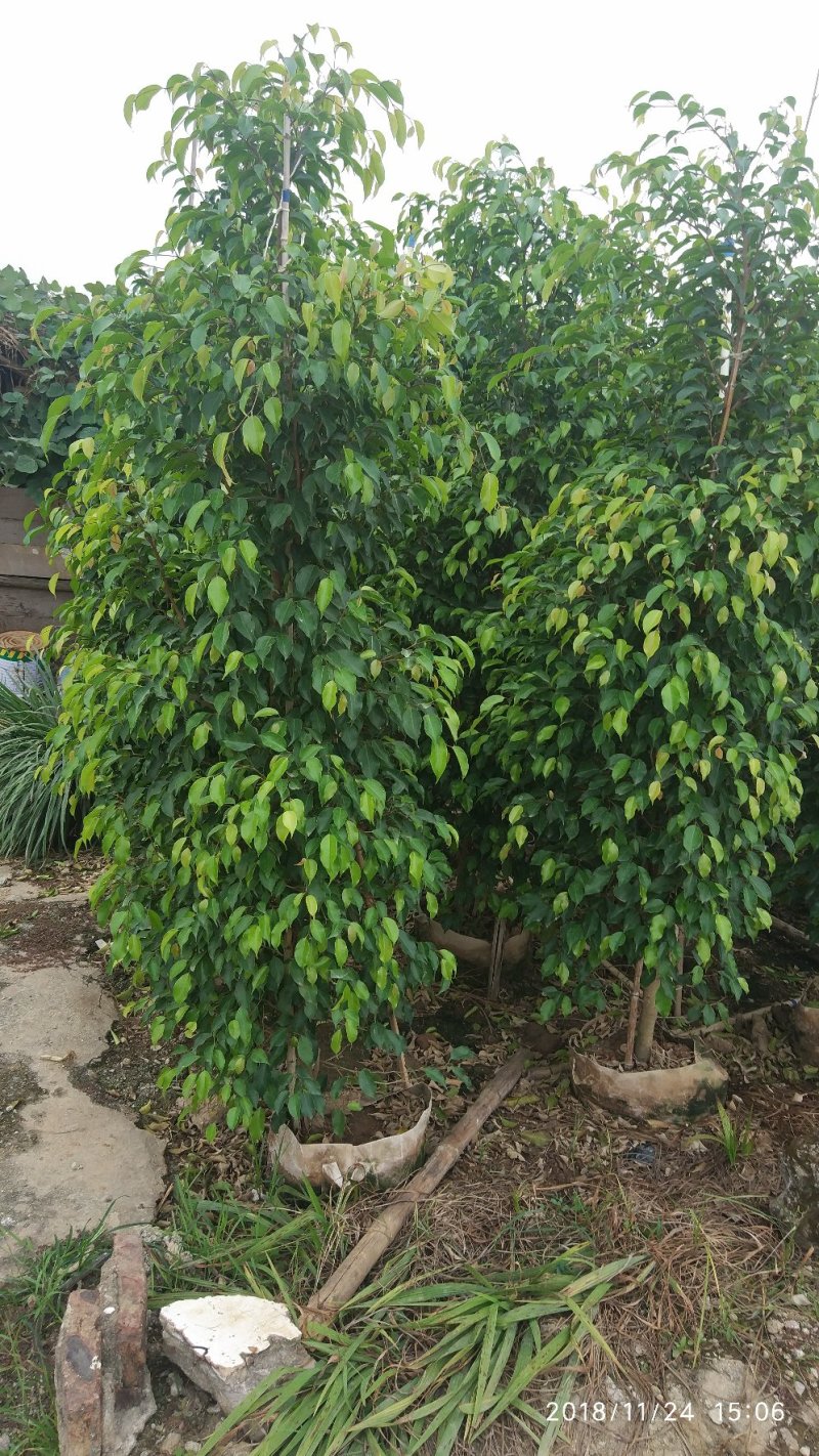 垂叶榕，垂榕柱，易种植绿篱植物，榕树批发