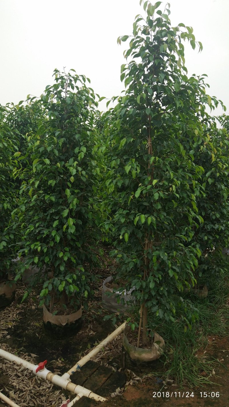 垂叶榕，垂榕柱，易种植绿篱植物，榕树批发