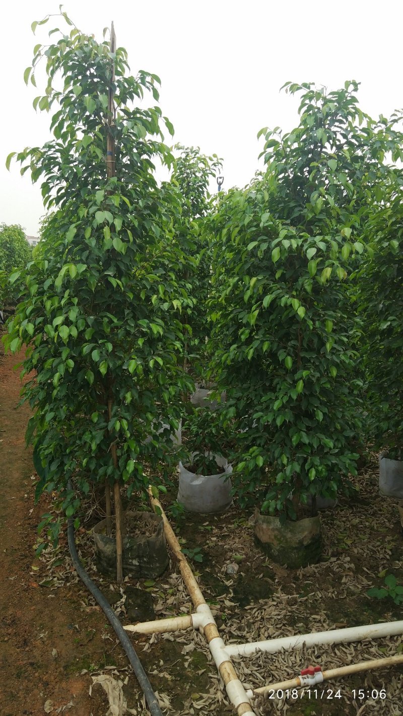 垂叶榕，垂榕柱，易种植绿篱植物，榕树批发