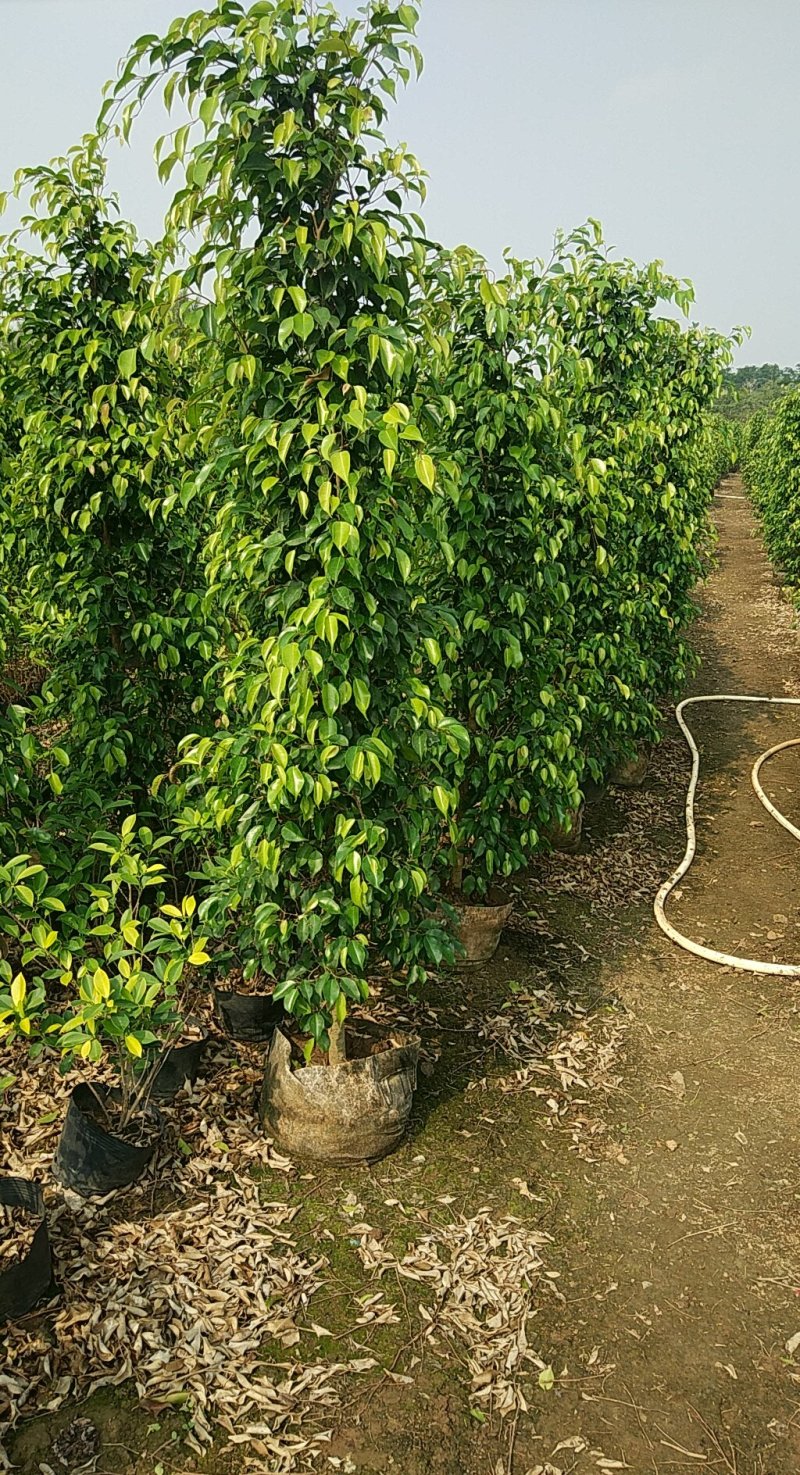 垂叶榕，垂榕柱，易种植绿篱植物，榕树批发