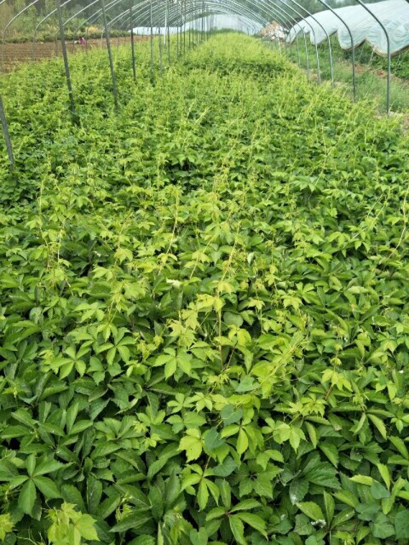 爬山虎