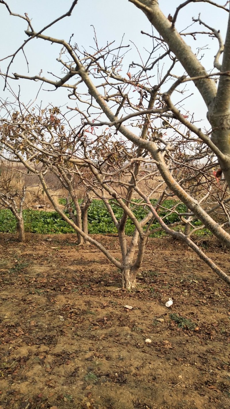 绿化占地用山楂树