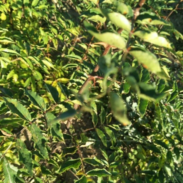 大红袍花椒苗