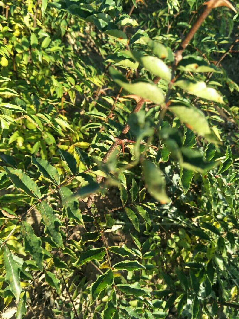 大红袍花椒苗