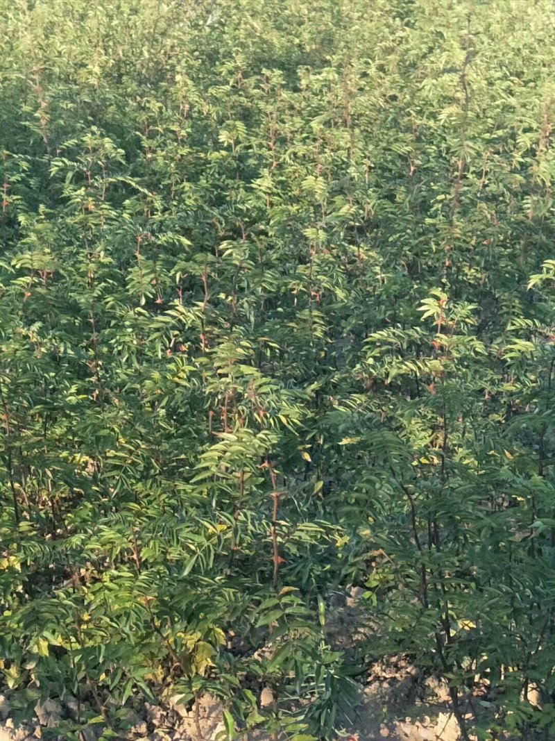 大红袍花椒苗