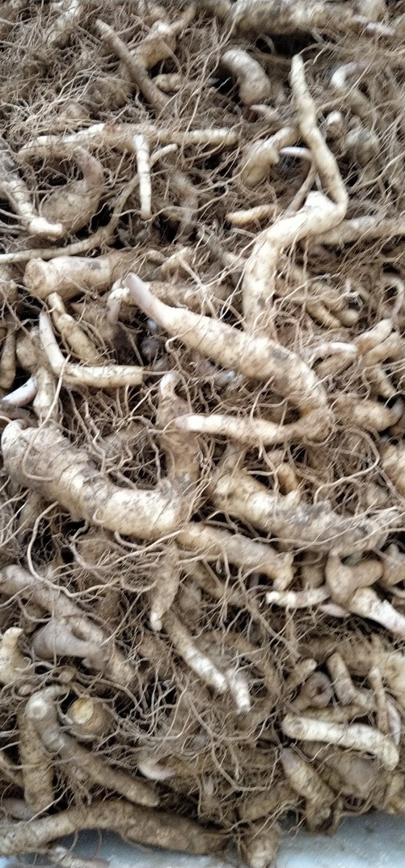 鸡头黄精，黄精块茎，黄精，药食两用，质量保证，一手货源
