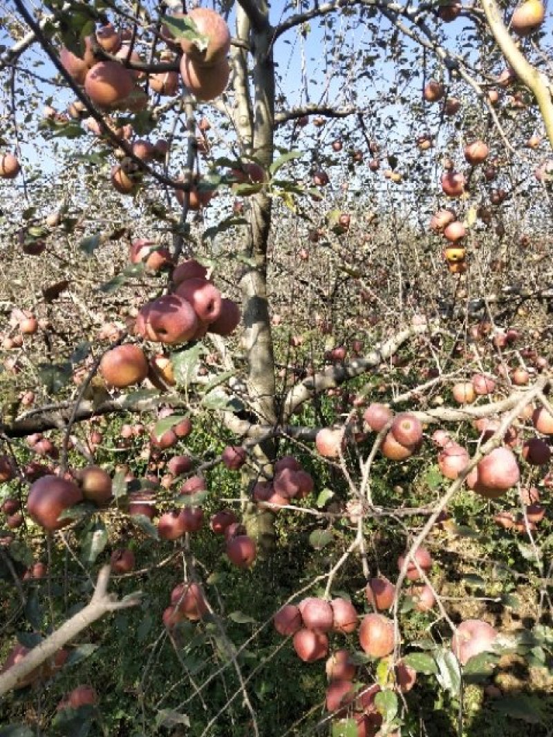 丑苹果，小箱装体验价39.8元