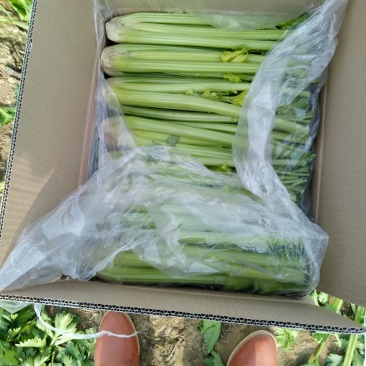 剁头西芹。70公分左右3毛。毛菜也同时大量上市中。
