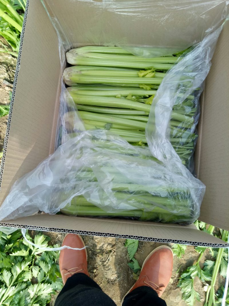 剁头西芹。70公分左右3毛。毛菜也同时大量上市中。