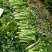 剁头西芹。70公分左右3毛。毛菜也同时大量上市中。