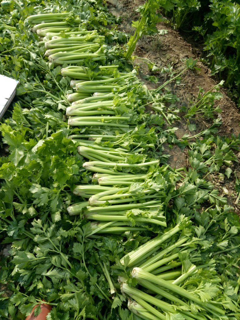 剁头西芹。70公分左右3毛。毛菜也同时大量上市中。