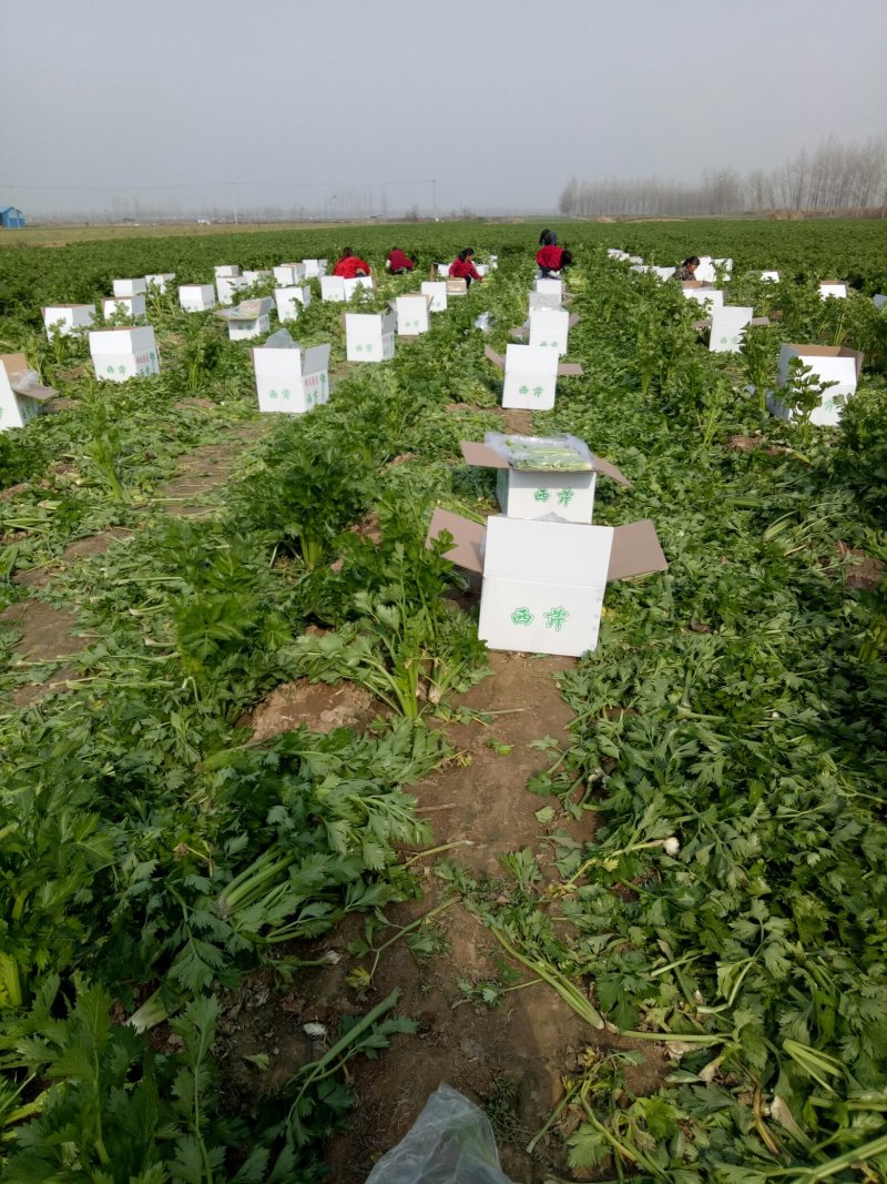 剁头西芹。70公分左右3毛。毛菜也同时大量上市中。