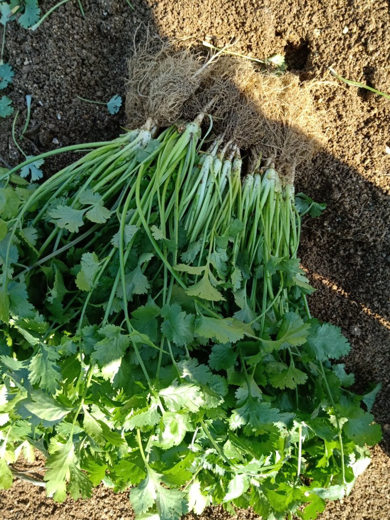 精品香菜25/30公分长度量大从优