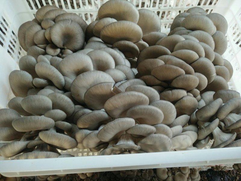 自种鲜平菇。欢迎定购