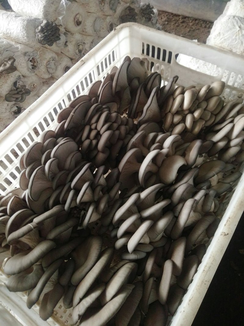 自种鲜平菇。欢迎定购