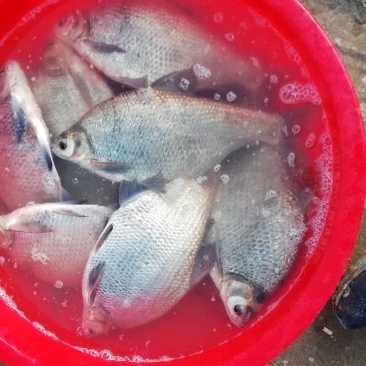 鳊鱼3一4斤。鲫鱼150克一700克