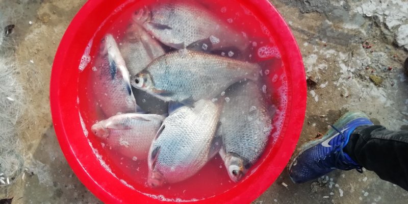 鳊鱼3一4斤。鲫鱼150克一700克
