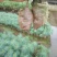 华山松