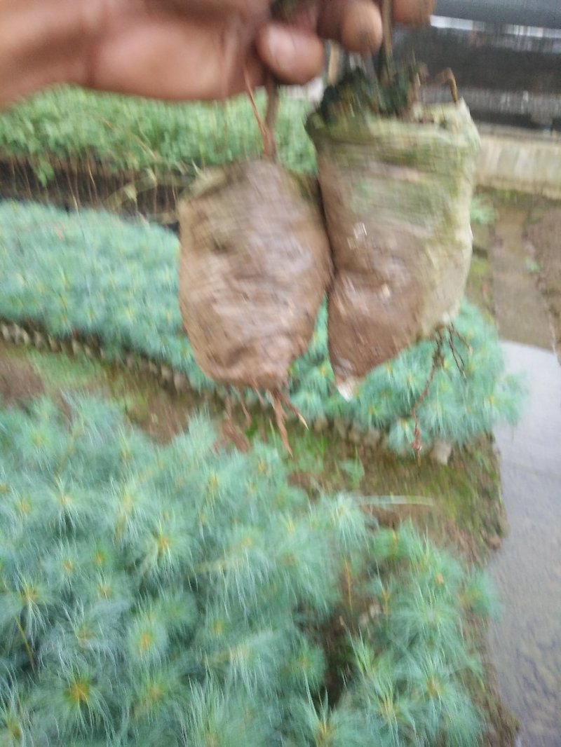 华山松