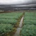 华山松