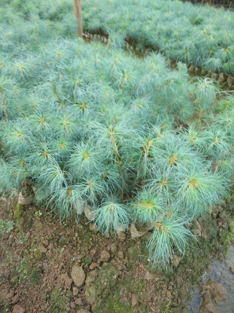 华山松
