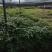 蔬菜种苗