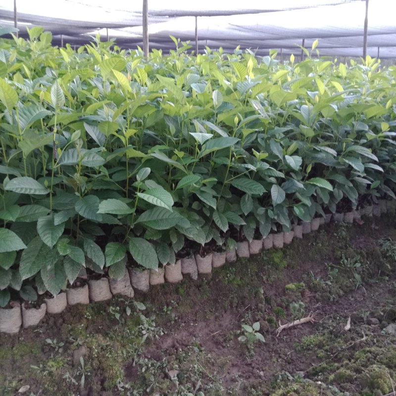 大量销售水冬瓜苗