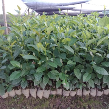 大量销售水冬瓜苗