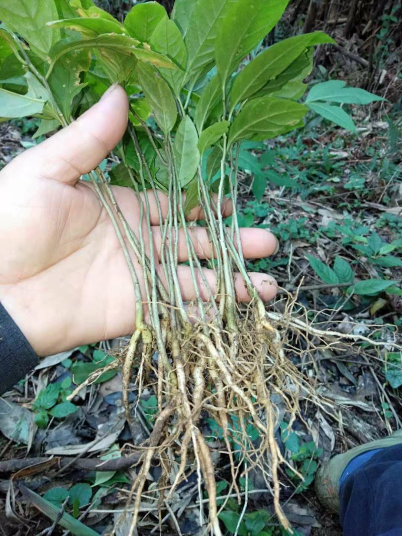 黄花倒水莲，规格，10一20公分