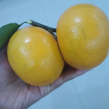 沃柑花皮果