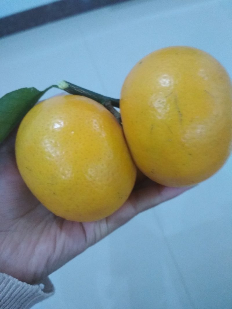 沃柑花皮果