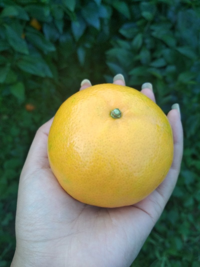 沃柑花皮果